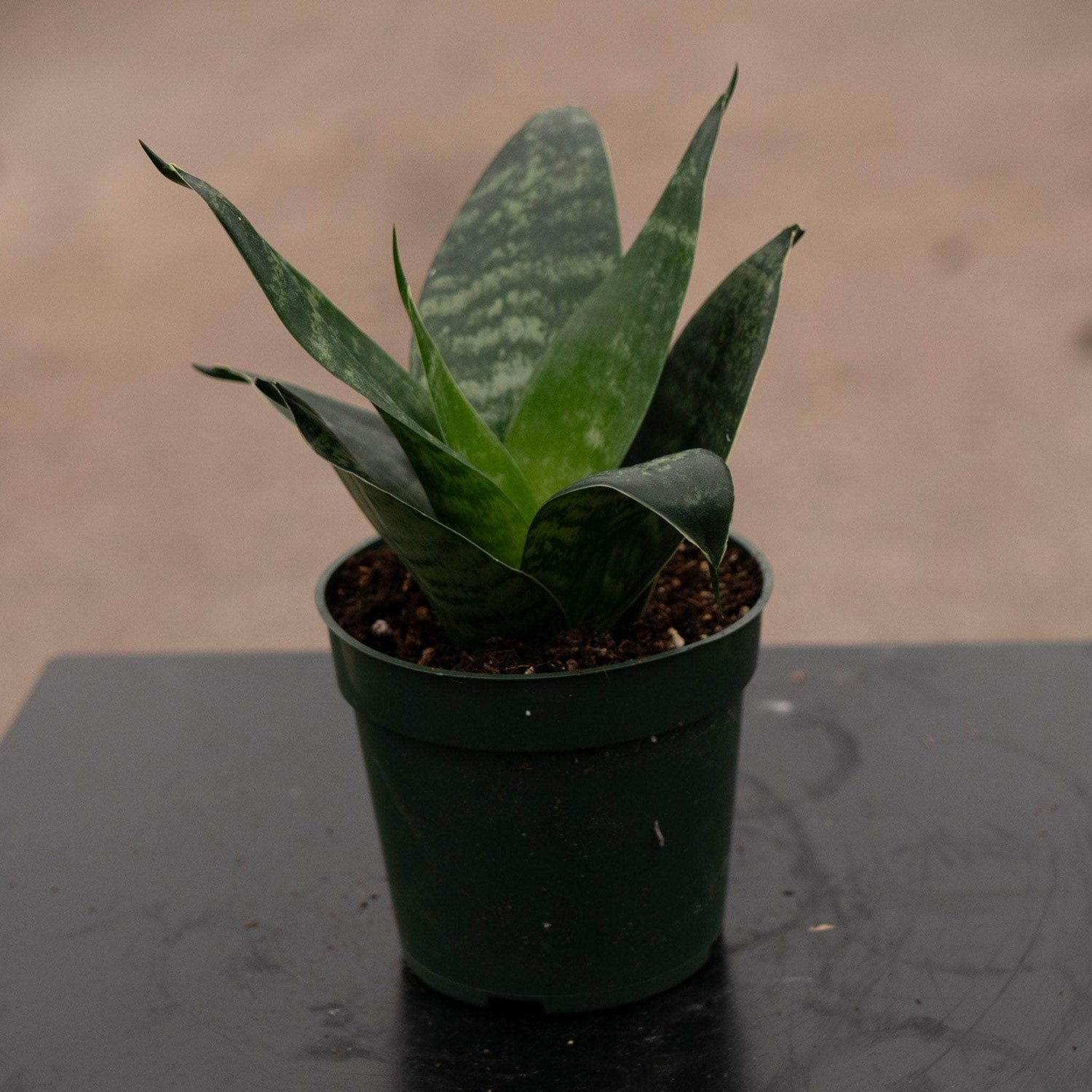 5" Sansevieria plant photo