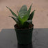 5" Sansevieria plant photo