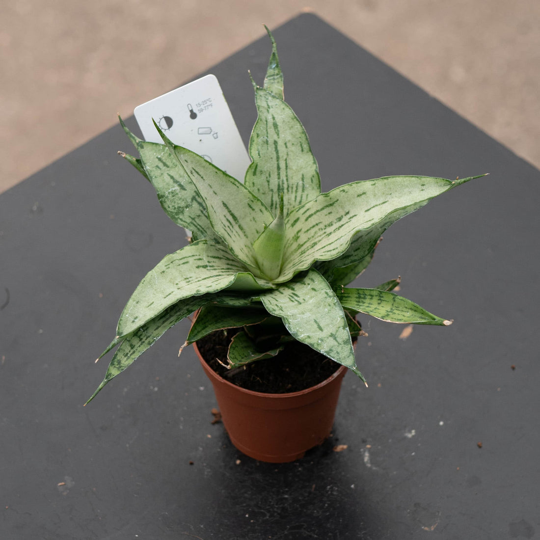 2" Sansevieria Josephine plant photo