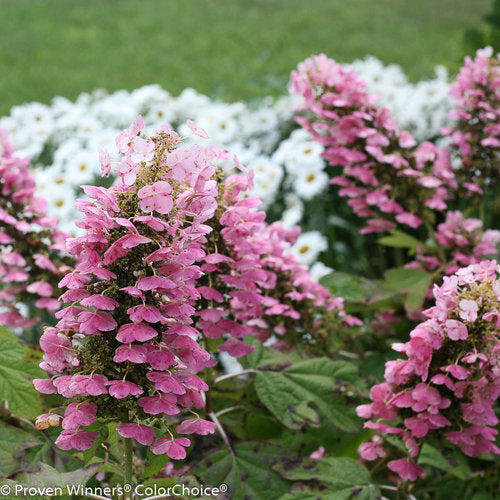 Hydrangea &