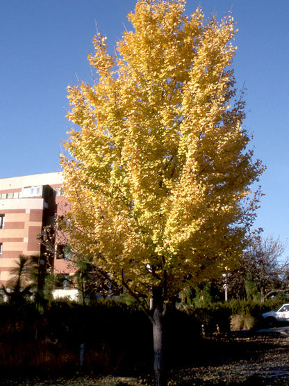 Ginkgo &