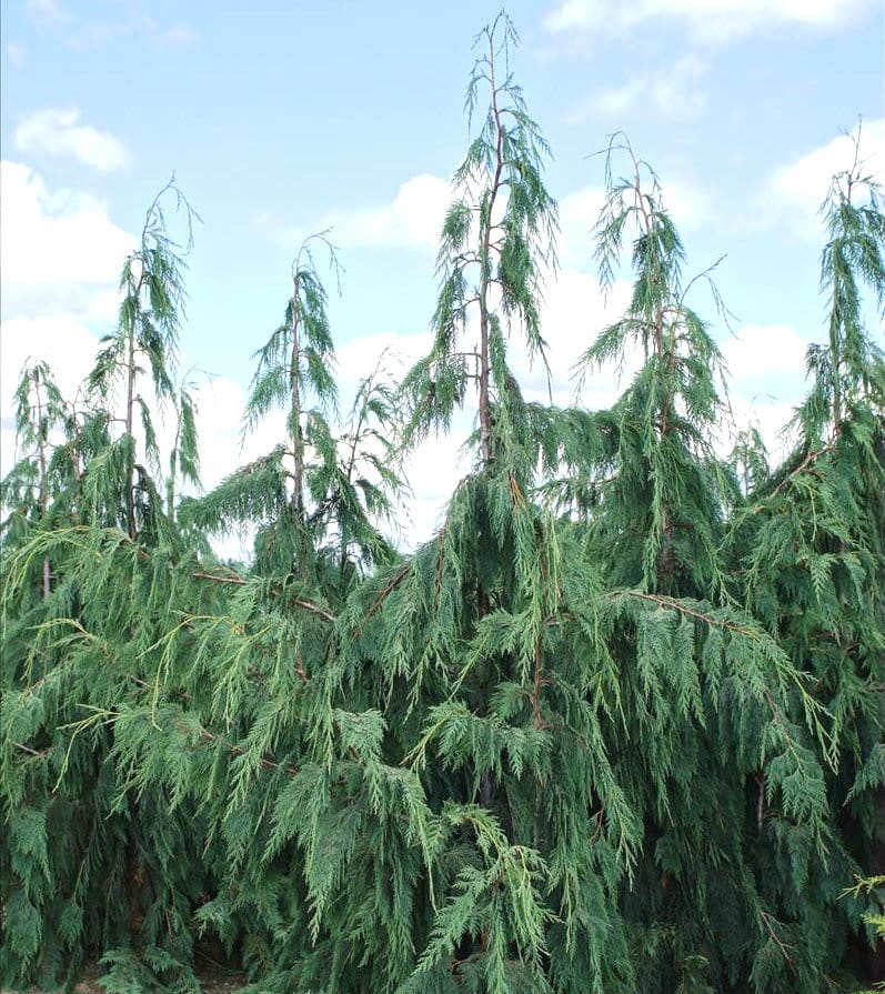 False Cypress &