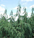 False Cypress &
