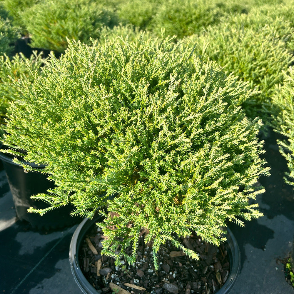 Arborvitae &