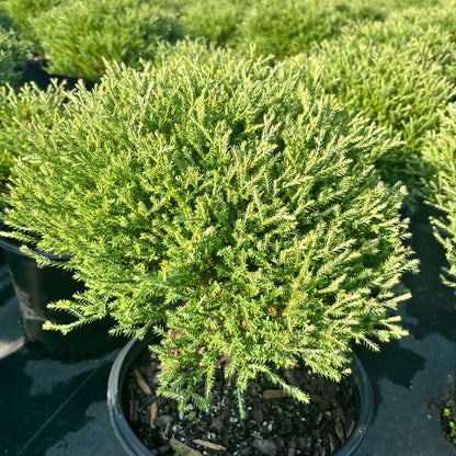 Arborvitae &