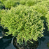 Arborvitae &