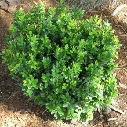 Boxwood &