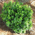 Boxwood &