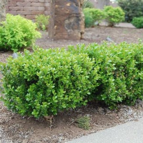 Boxwood &