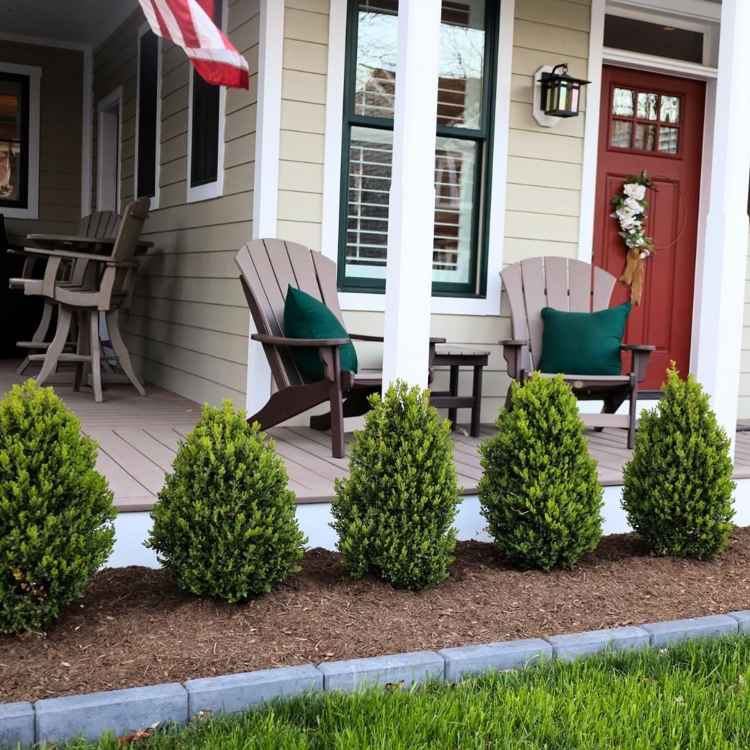 Boxwood &