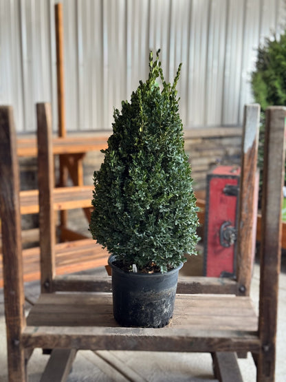 Boxwood &