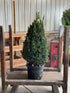 Boxwood &