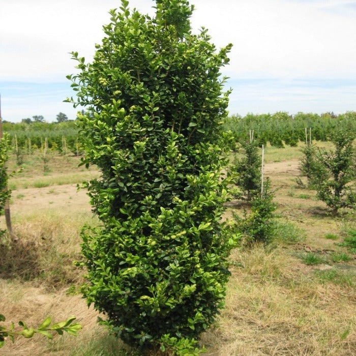 Boxwood &