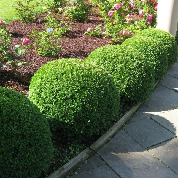 Boxwood &