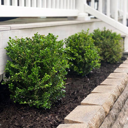Boxwood &