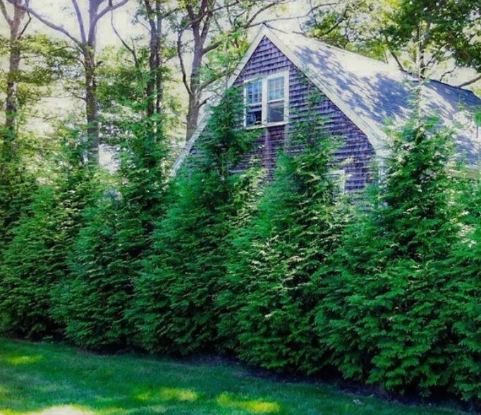 Arborvitae &
