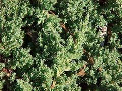 Juniperus pro &