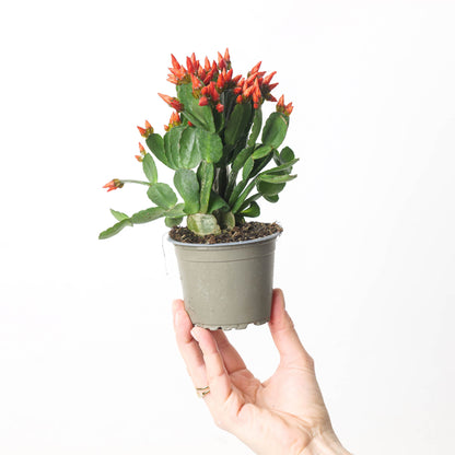 8" Spring Cactus plant photo