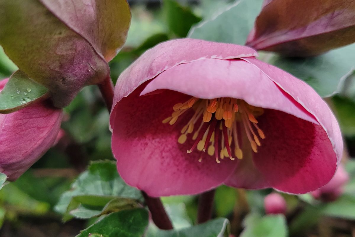 Helleborus Frostkiss Pippa&