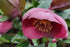 Helleborus Frostkiss Pippa&