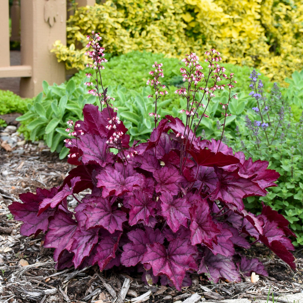 Heuchera Primo Wild Rose 8" plant photo