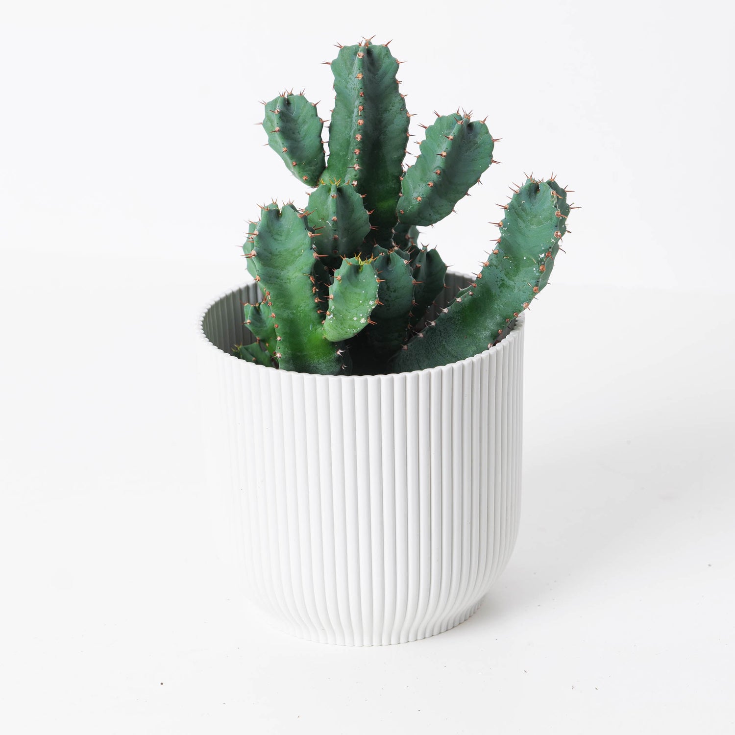 6in Euphorbia Unmarked plant photo