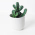6in Euphorbia Unmarked plant photo