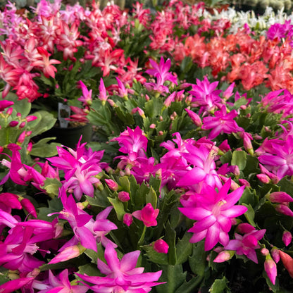 4" Holiday Cactus plant photo