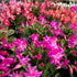 4" Holiday Cactus plant photo