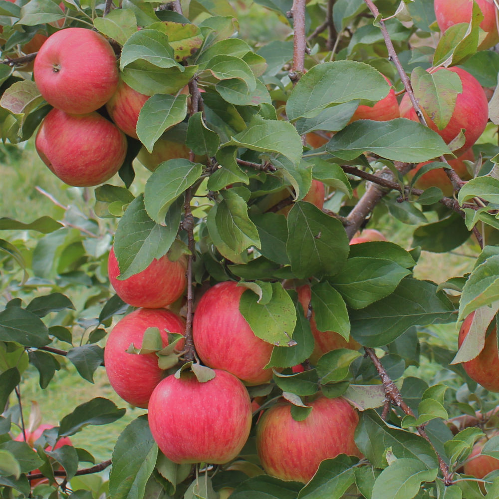 Apple &