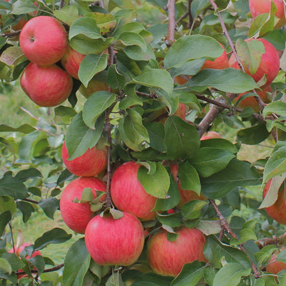 Apple &