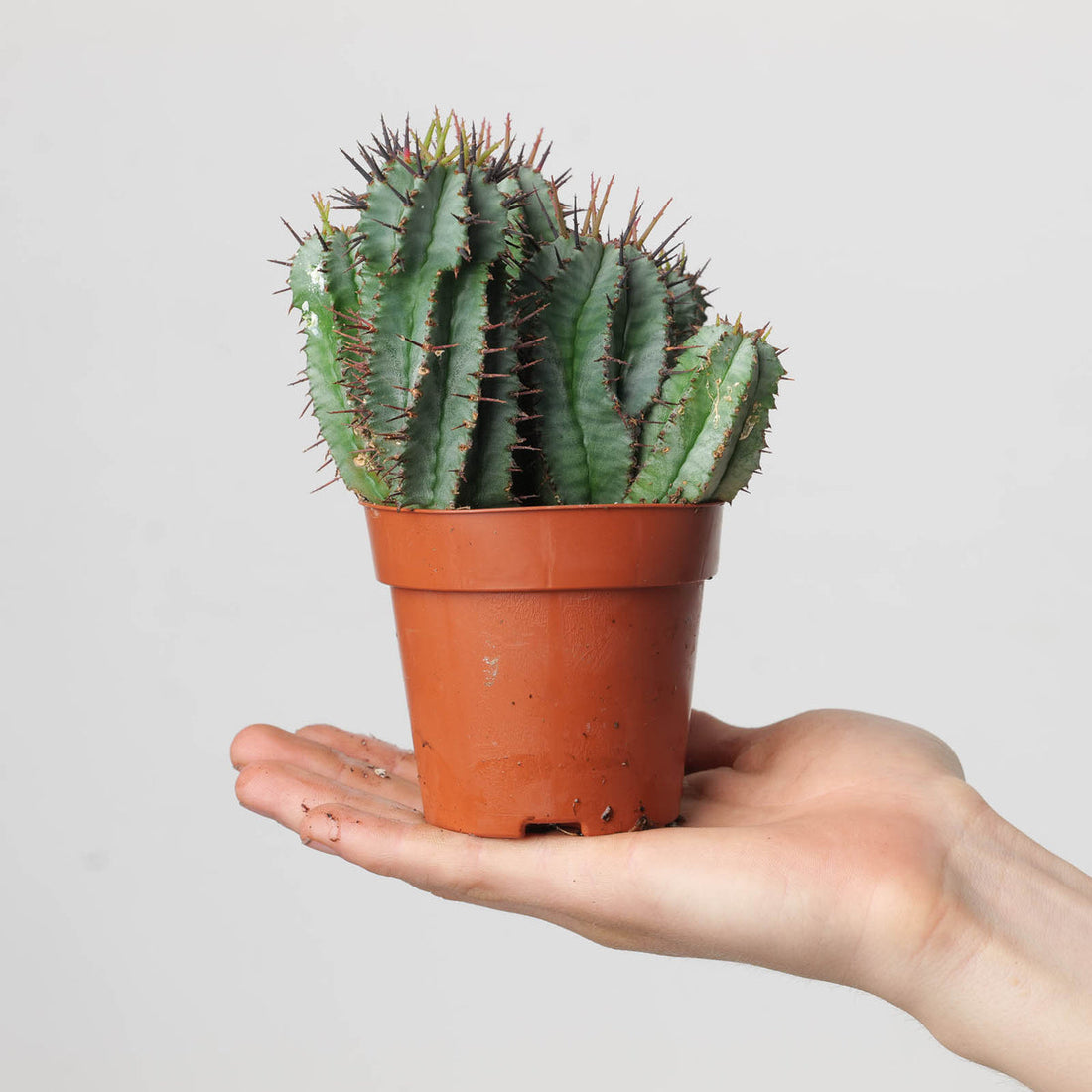 6" Euphorbia Horrida plant photo