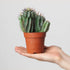 6" Euphorbia Horrida plant photo