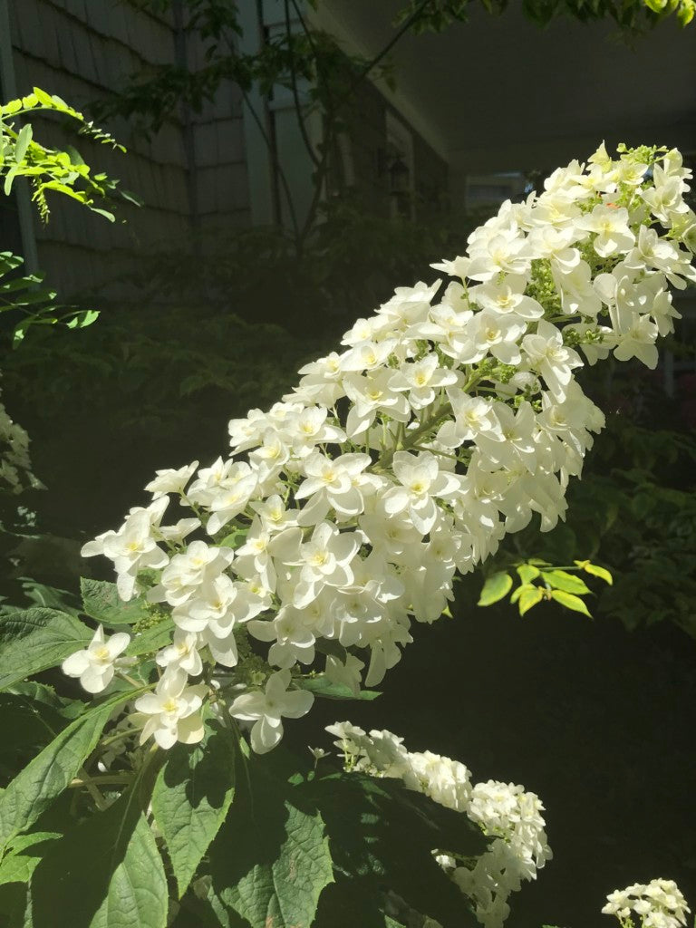 Hydrangea &