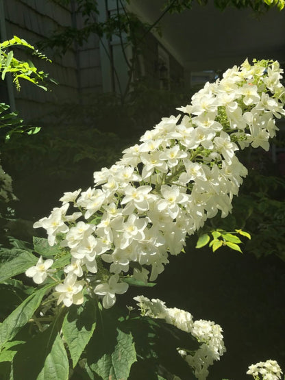 Hydrangea &