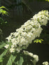 Hydrangea &