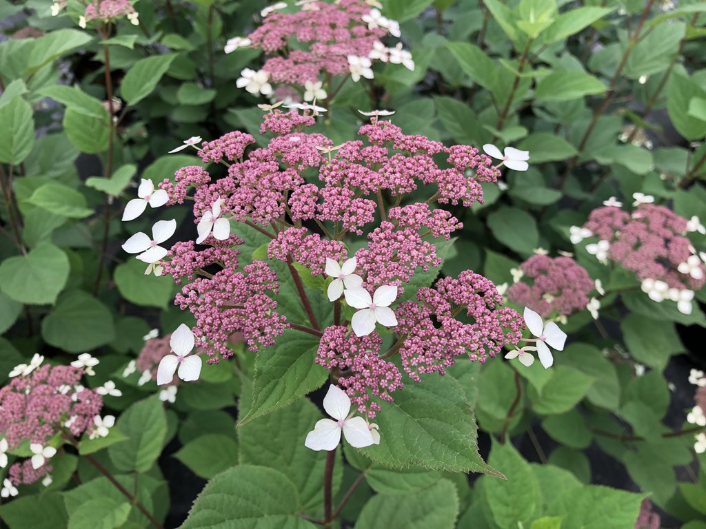 Hydrangea &