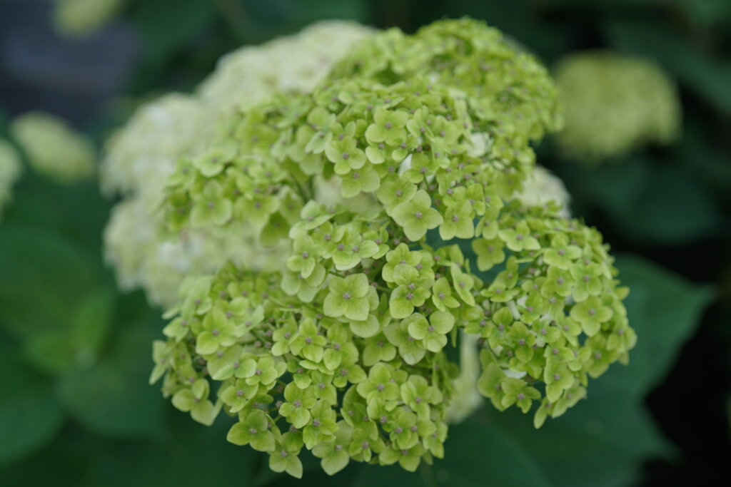 Hydrangea &