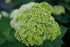 Hydrangea &