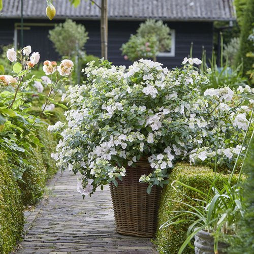 Hydrangea &
