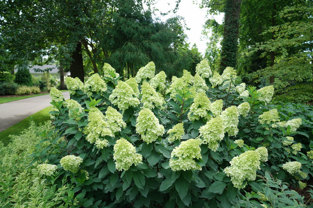 Hydrangea &
