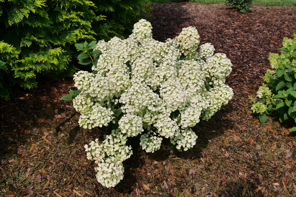 Hydrangea &