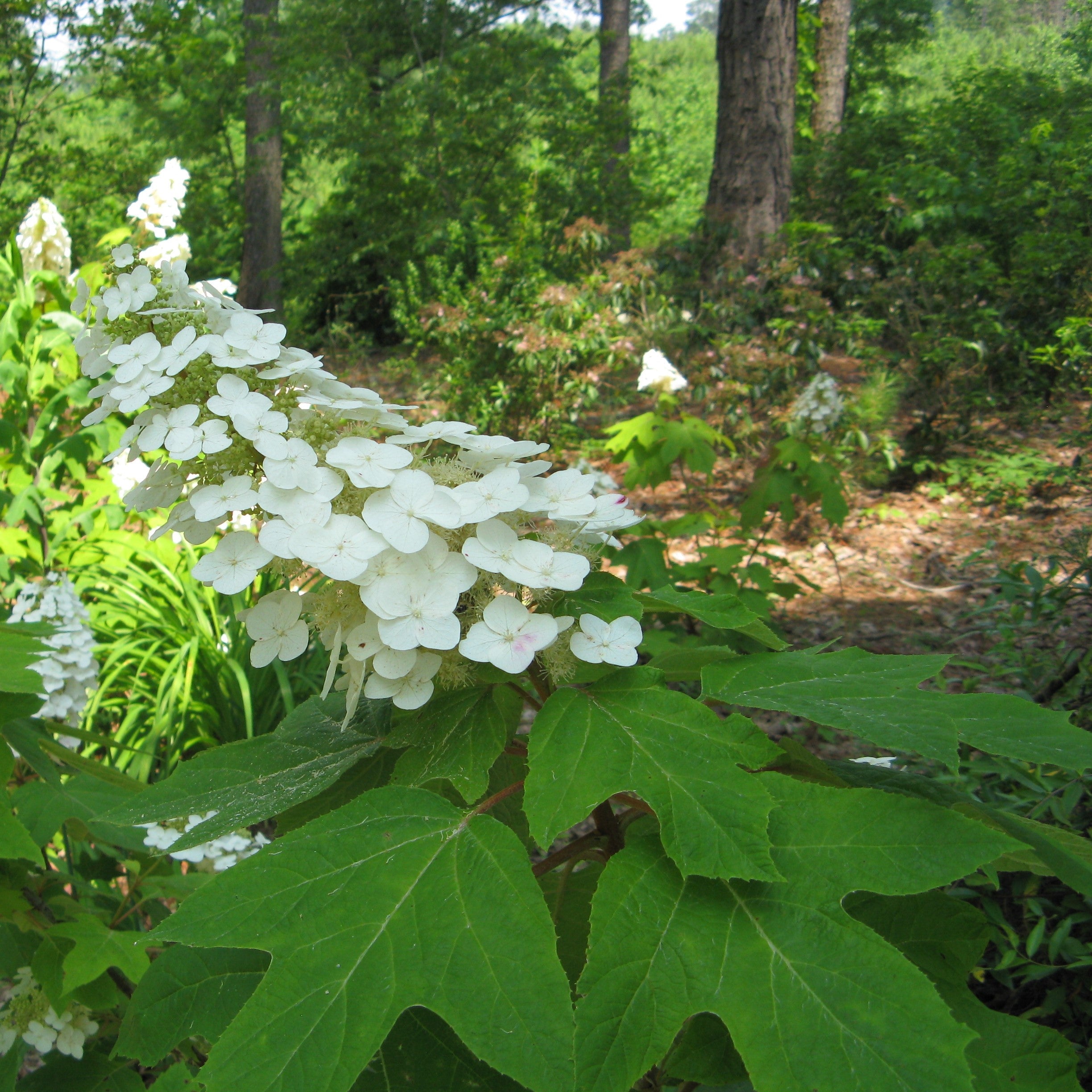 Hydrangea &