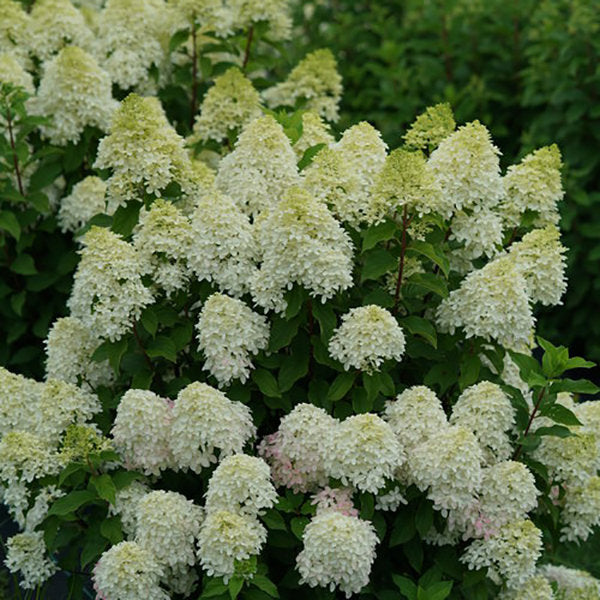 Hydrangea &