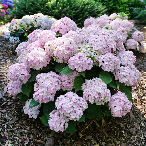 Hydrangea &