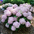 Hydrangea &