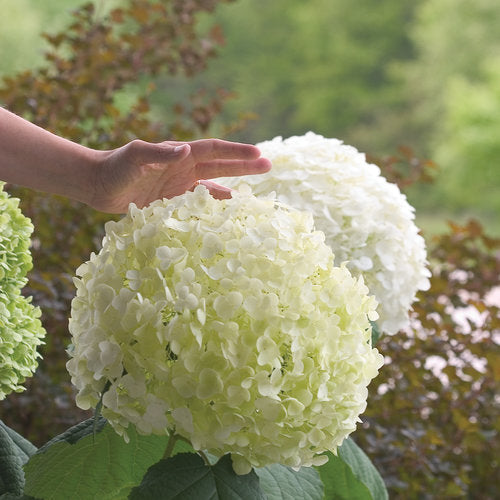 Hydrangea &