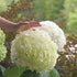 Hydrangea &