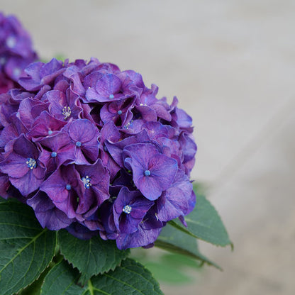 Hydrangea &