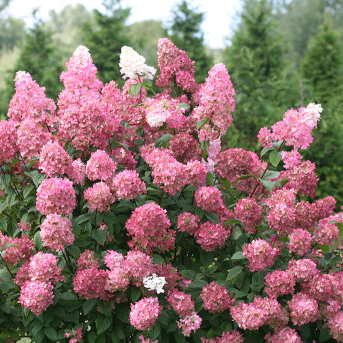 Hydrangea &